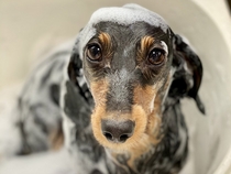 dog salon Re:Re