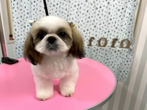 Dog Salon fofo
